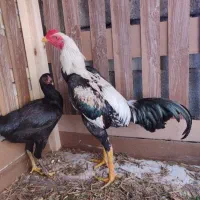 تخم مرغ لاری