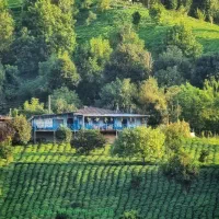 1700متر/ باغ 40 ساله/کاهو