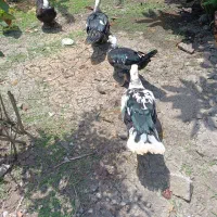 سه عدد اردک اسرائیلی ۲عدد ماده ۱عدد نر