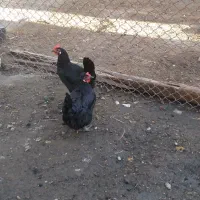 مرغ