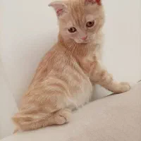 بچه گربه بریتیش