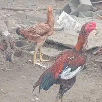 دو عدد مرغ ویکی خروس بفروش می‌رسد|حیوانات مزرعه|میناب, |دیوار