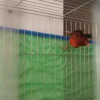 فروش قناری نر مست|پرنده|صدرا-فارس, فاز ۱|دیوار