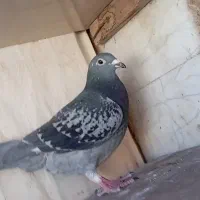 کفتر یا کبوتر|پرنده|فردوس (خراسان), |دیوار