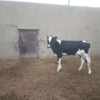 یک عدد گوساله ماده هلشتاین برای فروش نقدی