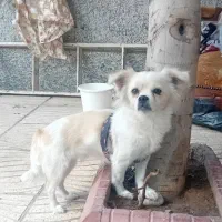 سگ پاکوتاه پامر ماده