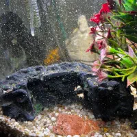 اکواریومی که بهش نیاز داری