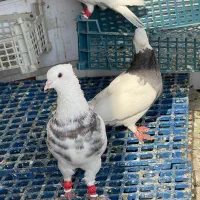 کبوتر طوقی