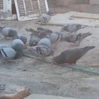 کبوتر سبز و مگس|پرنده|خاش, |دیوار