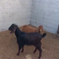 بزغاله نرو ماده|حیوانات مزرعه|شاهرود, |دیوار