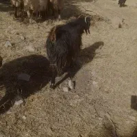 بز  کوردی|حیوانات مزرعه|کارزان, |دیوار