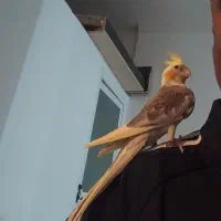 عروس هلندی دستی