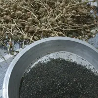 بذرگیاه باستانی تاتوره