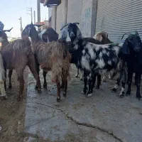 10راس بزجوان|حیوانات مزرعه|گنبد کاووس, |دیوار