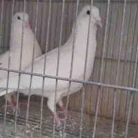 کبوتر سفید پلاکی نر ، ماده تهرونی|پرنده|اصفهان, مصلی|دیوار
