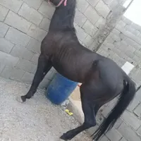 مادیان به رنگ عشق