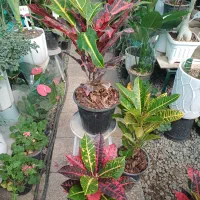 گل و گیاه آپارتمانی|گل و گیاه طبیعی|فردیس, شهرک ناز|دیوار