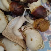 حلزون اچاتینا