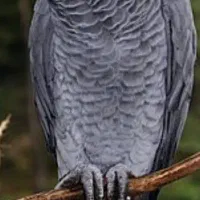 کاسکو دم قرمزگمشده در صدرا