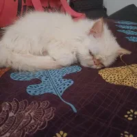 گربه پرشین|گربه|رشت, بیجارپس|دیوار