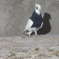 طوقی کبوتر|پرنده|اسفرورین, |دیوار