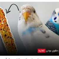 پیدا شدن یک طوطیسان