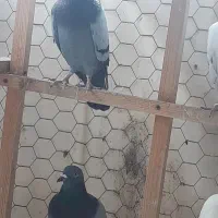 کبوتر نر دو رگ
