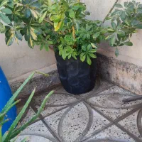 گلدان و گل|گل و گیاه طبیعی|ورامین, خیر آباد|دیوار