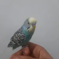 سه عدد مرغ عشق بالغ|پرنده|مبارکه, |دیوار