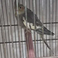 گرینچک و طوطی خورشیدی|پرنده|بندرعباس, |دیوار