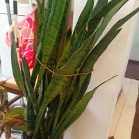 چند گلدان گیاه های آپارتمانی