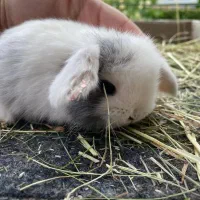 توله خرگوش لوپی