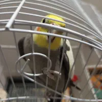 عروس هلندی رام دستی