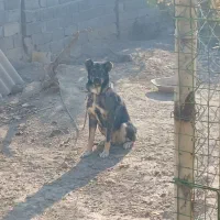 سگ سرابی پژدر