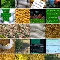 بذر یونجه محلی بمی اصلاح سس گیری شده