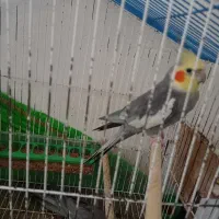 جفت عروس هلندی مولد