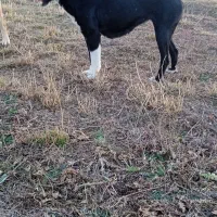 سگ ماده قدرجونی واگذار میشود|سگ|هیر, |دیوار