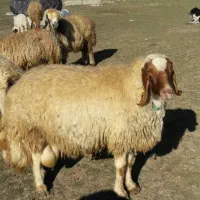 گوسفند نر و ماده جهت تاسوعا و عاشورا