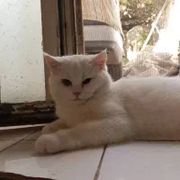 گربه پرشین