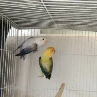 طوطی برزیلی یووینگ|پرنده|شیراز, شهرک گلستان|دیوار