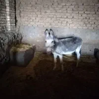 الاغ جوان ماده سرحال