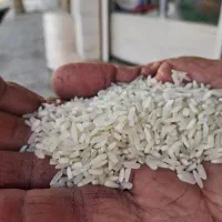 برنج ایرانی چمپا