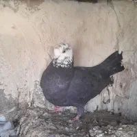 کبوتر