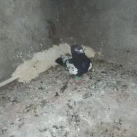 کفتر