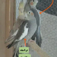 عروس هلندی و طوطی برزیلی|پرنده|بابل, |دیوار