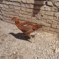 خروس لاری اصیل