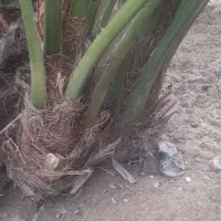 ۳نخل برحی باقیمت مناسب
