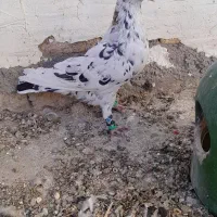 سار جوانه نر