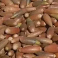 بلوط تازه درجه یک خوراک دام ارزان