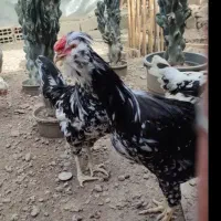 تخم مرغ گلین|حیوانات مزرعه|رامیان, |دیوار